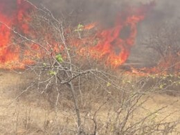 MP में 4 घंटे तक जलते रहे जंगल, बीते दिन भी हुई थी आगजनी, वन विभाग ने जताया बड़ा शक