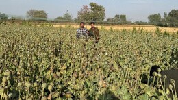 Rajasthan: नारकोटिक्स विभाग की बड़ी कार्रवाई, अफीम की अवैध खेती करने वाला आरोपी गिरफ्तार