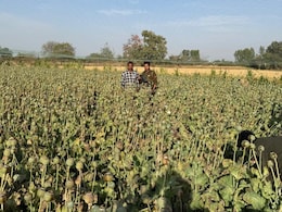 Rajasthan: नारकोटिक्स विभाग की बड़ी कार्रवाई, अफीम की अवैध खेती करने वाला आरोपी गिरफ्तार Rajasthan: नारकोटिक्स विभाग की बड़ी कार्रवाई, अफीम की अवैध खेती करने वाला आरोपी गिरफ्तार