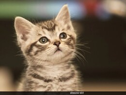 Ulhasnagar Crime : मांजरीचं पिल्लू ठरलं कारण; उल्हासनगरात दोन गटात तुंबळ हाणामारी