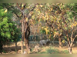 गर्मी से बचने के लिए बाड़ों में लगे कूलर, जंगली जानवर ले रहे ठंडी हवा का आनंद