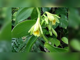 Vanilla Farming: खेती किसानी में बनाना चाहते हैं करियर, तो वनीला की खेती से आप भी बन सकते हैं करोड़पति, जानें कैसे? Vanilla Farming: खेती किसानी में बनाना चाहते हैं करियर, तो वनीला की खेती से आप भी बन सकते हैं करोड़पति, जानें कैसे?