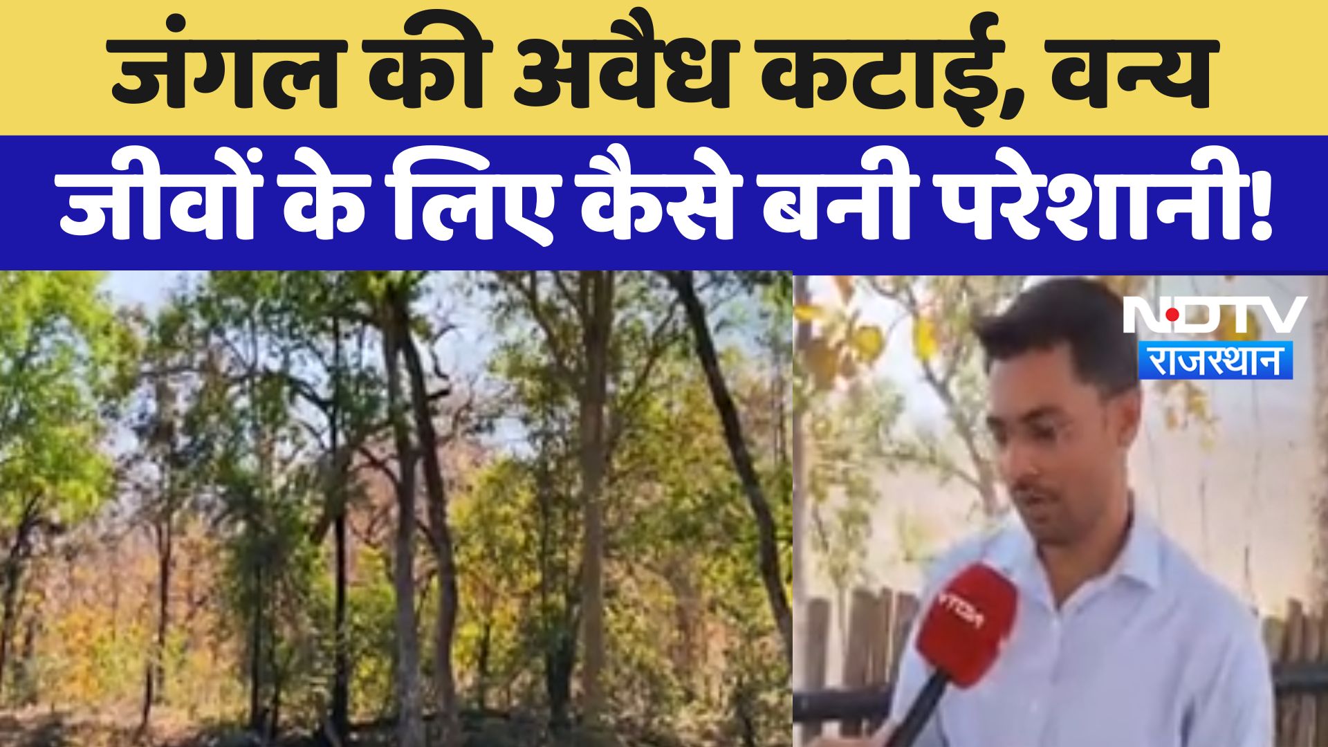 Pratapgarh News : Forest की अवैध कटाई, वन्य जीवों के लिए कैसे बनी परेशानी !