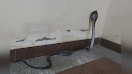 Snake: हॉस्&zwj;टल में स्&zwj;टूडेंट्स खा रहे थे खाना, तभी आ गया ब्लैक कोबरा; खड़े हो गए रोंगटे &nbsp;