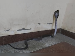 Snake: हॉस्टल में स्टूडेंट्स खा रहे थे खाना, तभी आ गया ब्लैक कोबरा; खड़े हो गए रोंगटे   Snake: हॉस्टल में स्टूडेंट्स खा रहे थे खाना, तभी आ गया ब्लैक कोबरा; खड़े हो गए रोंगटे
