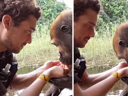 गोरिल्ला को लगी थी प्यास, शख्स ने कुछ इस तरह की बेजुबान की मदद, Video देख भावुक हुए लोग, बोले- काश पूरी दुनिया ऐसी होती गोरिल्ला को लगी थी प्यास, शख्स ने कुछ इस तरह की बेजुबान की मदद, Video देख भावुक हुए लोग, बोले- काश पूरी दुनिया ऐसी होती