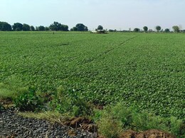Summer Moong Farming: एमपी में 14 लाख हेक्टेयर में उगाई जा रही गर्मी की मूंग, कृषि मंत्री ने किसान भाईयों को कही ये खास बात