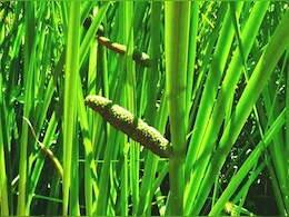 आयुर्वेदिक चिकित्सा में वरदान है 'वच' लेकिन अनजाने में नहीं करें ये गलती, नहीं तो हो सकता है कैंसर