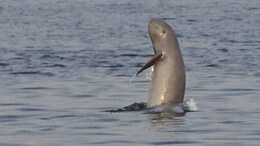 At 40%, UP Home To Highest River Dolphin Population: Report