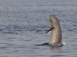 At 40%, UP Home To Highest River Dolphin Population: Report At 40%, UP Home To Highest River Dolphin Population: Report