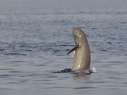 PM मोदी ने पहली बार जारी की 'नदी डॉल्फिन' अनुमान रिपोर्ट, इन राज्यों में संख्या सबसे अधिक