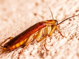 किचन में बढ़ गया है कॉकरोच का आतंक? इन 4 टिप्स से पाएं छुटकारा, एक भी नहीं आएगा नजर किचन में बढ़ गया है कॉकरोच का आतंक? इन 4 टिप्स से पाएं छुटकारा, एक भी नहीं आएगा नजर