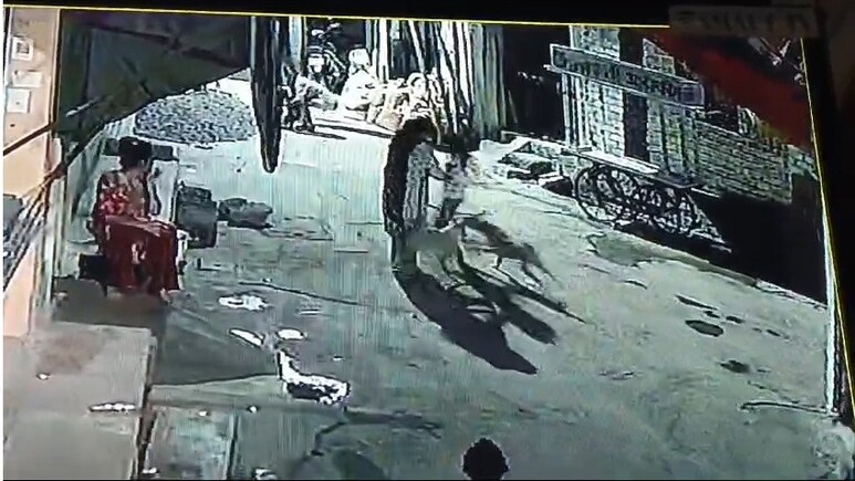 मां के सामने ही कुत्तों ने किया मासूम पर हमला, MP के शाजापुर में बढ़ा 'खूंखारों' का आंतक