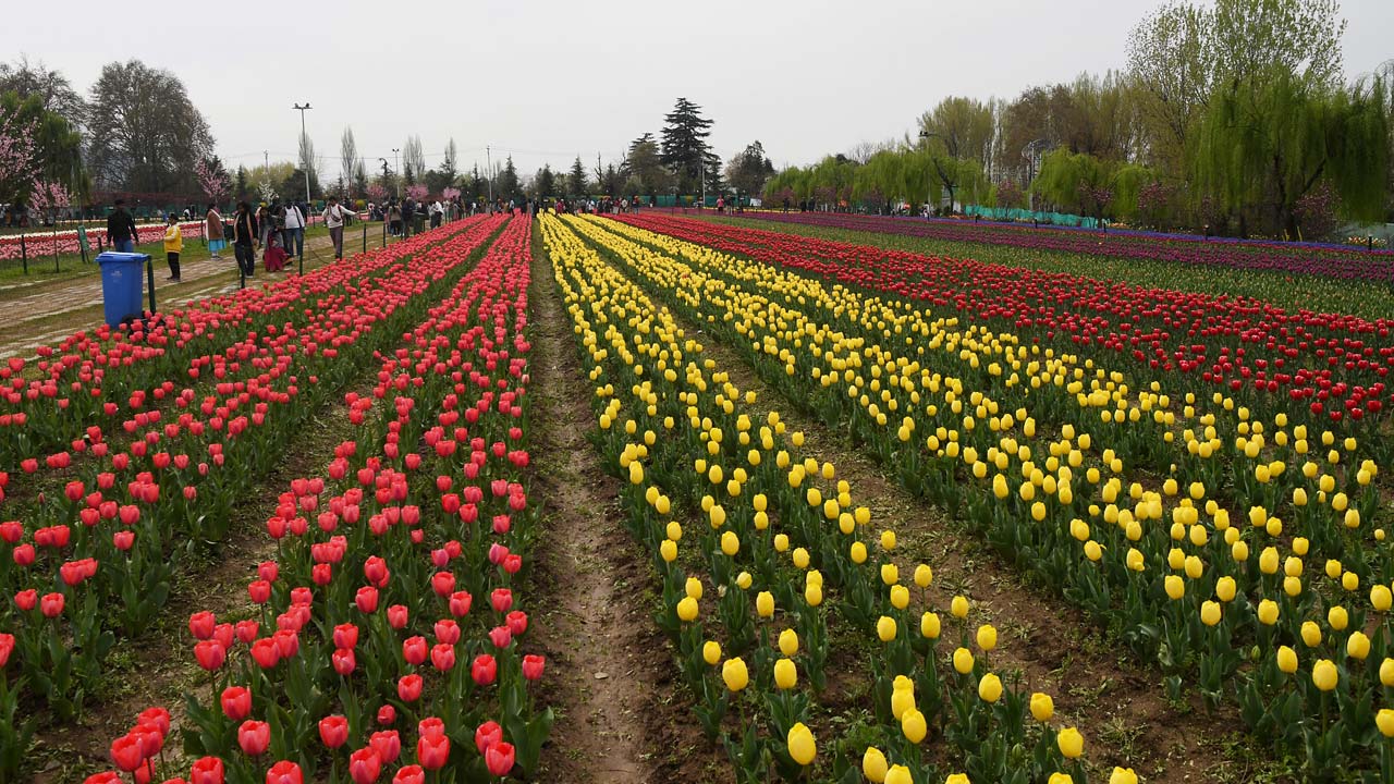 Asia's Largest Tulip Garden Opens For Public In Srinagar