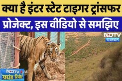 Rajasthan: क्या है Inter State Tiger Transfer Project? देखिए ये Ground Report | Tigers | Latest News Rajasthan: क्या है Inter State Tiger Transfer Project? देखिए ये Ground Report | Tigers | Latest News