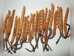 कीड़े जैसी दिखने वाली 'कीड़ा जड़ी' कई रोगों के लिए काल समान, कीमत सुन हो जाएंगे हैरान!