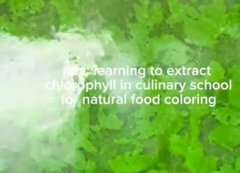 DIY Chlorophyll: This Video On Natural Food Colouring Has Everyone's Attention DIY Chlorophyll: This Video On Natural Food Colouring Has Everyone's Attention