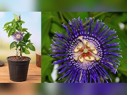 कृष्ण कमल देवताओं को भी प्रिय, दिखने में खूबसूरत ये फूल सेहत के लिए भी वरदान, जानें कैसे करें सेवन