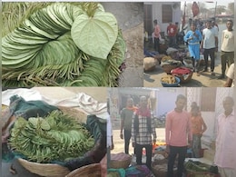 पान किसानों पर 'आर्थिक संकट', बेहद कम हैं दाम, दो वक्त की रोटी का नहीं हो पा रहा इंतजाम