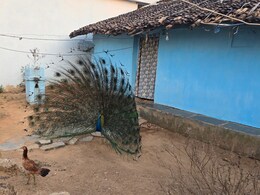 मुर्गियों के साथ मस्ती करता है ये मोर, नृत्य करते देख लोगों की उमड़ रही भीड़