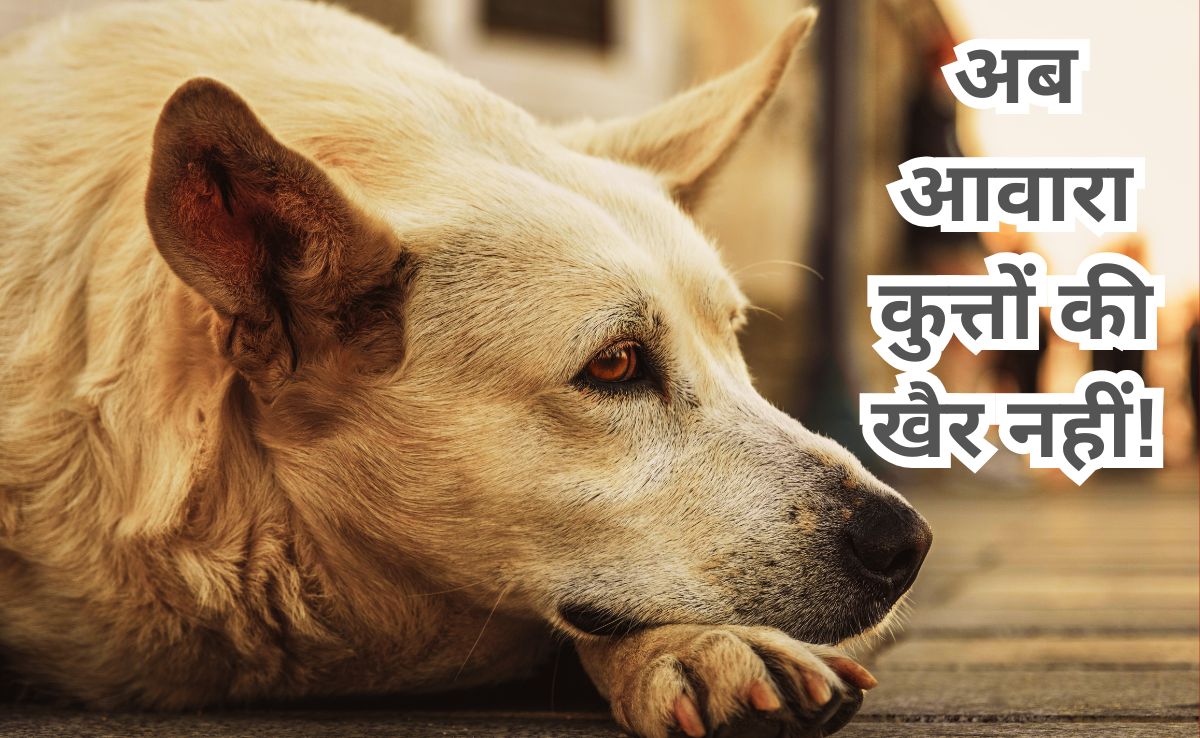 दो बार काटने वाले कुत्ते को अब यूपी में मिलेगी 'उम्रकैद' की सजा, योगी सरकार का नया फरमान