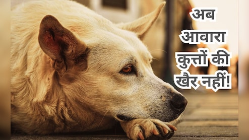 दो बार काटने वाले कुत्ते को अब यूपी में मिलेगी 'उम्रकैद' की सजा, योगी सरकार का नया फरमान