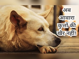 दो बार काटने वाले कुत्ते को अब यूपी में मिलेगी 'उम्रकैद' की सजा, योगी सरकार का नया फरमान दो बार काटने वाले कुत्ते को अब यूपी में मिलेगी 'उम्रकैद' की सजा, योगी सरकार का नया फरमान