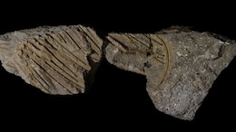 30,000 Year Old Vulture Reveals Completely New Type Of Fossilisation