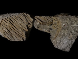 30,000 Year Old Vulture Reveals Completely New Type Of Fossilisation