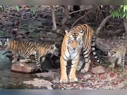 Tigers Death: गेल्या चार महिन्यात किती वाघांचा झाला मृत्यू, धक्कादायक आकडा आला समोर? Tigers Death: गेल्या चार महिन्यात किती वाघांचा झाला मृत्यू, धक्कादायक आकडा आला समोर?
