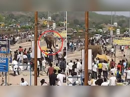 हाईवे पर बेखौफ घूमता दिखा हाथी, वीडियो देख यूजर्स बोले- VIP मूवमेंट चल रहा है हाईवे पर बेखौफ घूमता दिखा हाथी, वीडियो देख यूजर्स बोले- VIP मूवमेंट चल रहा है
