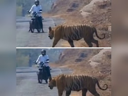 सड़क से गुजर रहा था बाइक सवार, तभी सामने से आ धमका खूंखार टाइगर और फिर... सड़क से गुजर रहा था बाइक सवार, तभी सामने से आ धमका खूंखार टाइगर और फिर...