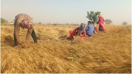 Dholpur: बढ़ती गर्मी से 2 दिन में पीली पड़ी गेहूं की फसल, किसानों ने शुरू की कटाई; उत्पादन में 30-40% गिरावट की आशंका