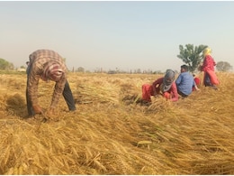 Dholpur: बढ़ती गर्मी से 2 दिन में पीली पड़ी गेहूं की फसल, किसानों ने शुरू की कटाई; उत्पादन में 30-40% गिरावट की आशंका Dholpur: बढ़ती गर्मी से 2 दिन में पीली पड़ी गेहूं की फसल, किसानों ने शुरू की कटाई; उत्पादन में 30-40% गिरावट की आशंका
