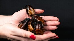 Is Cockroach Milk The Future of Nutrition? Scientists Say It's More Nutritious Than Cow's Milk
