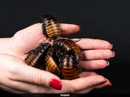Is Cockroach Milk The Future of Nutrition? Scientists Say It's More Nutritious Than Cow's Milk Is Cockroach Milk The Future of Nutrition? Scientists Say It's More Nutritious Than Cow's Milk