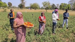 MP में टमाटर 1 रु KG... दाम सुनकर किसानों की भरी आंखें, लागत छोड़िए, मजदूरी ही नहीं निकल पा रही