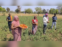 MP में टमाटर 1 रु KG... दाम सुनकर किसानों की भरी आंखें, लागत छोड़िए, मजदूरी ही नहीं निकल पा रही MP में टमाटर 1 रु KG... दाम सुनकर किसानों की भरी आंखें, लागत छोड़िए, मजदूरी ही नहीं निकल पा रही