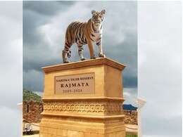 राजस्थान में पहली बार बाघिन को 'राजमाता' का दर्जा देकर बन रहा स्टेच्यू, बाघ विहीन होने पर सरिस्का को फिर बसाया था