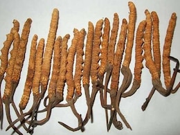 Wormwood Benefits: कीड़े जैसी दिखने वाली 'कीड़ा जड़ी' कई रोगों के लिए है काल समान, कीमत सुन हो जाएंगे हैरान!