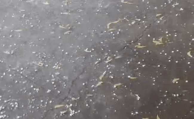 Rajasthan Rain: राजस्थान में तूफानी बारिश के साथ गिरे ओले, जयपुर समेत इन संभागों में आंधी-बरसात का अलर्ट जारी