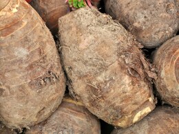 शरीर का वजन बढ़ा सकती हैं ये 6 सब्जियां, वजन घटाना है तो डाइट में कम करें शामिल 