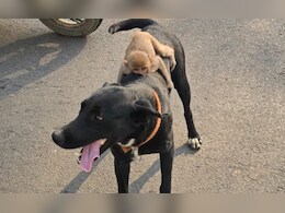 कुत्ते और बंदर की अनोखी दोस्ती, पीठ पर बैठाकर 14 किमी तक किया सफर