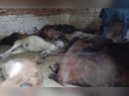 क्रूरता ! पुलिस ने पकड़ी 315 बकरियां, कमरे में किया बंद, दम घुटने से मर गईं 70-80 बकरियां