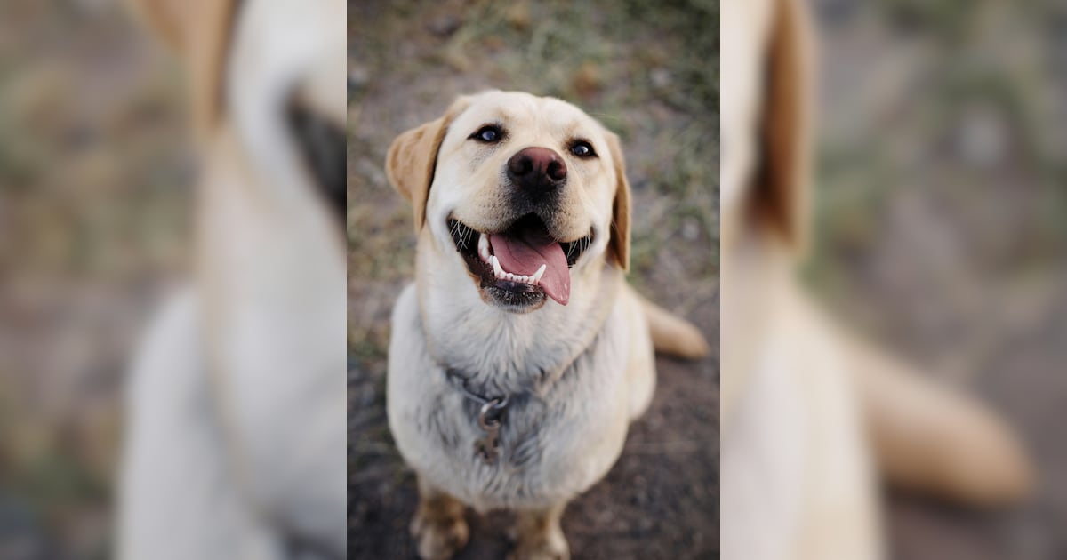 best-dog-breeds-for-indian-climate