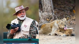 Watch: PM Modi's Lion Safari At Gujarat's Gir On World Wildlife Day