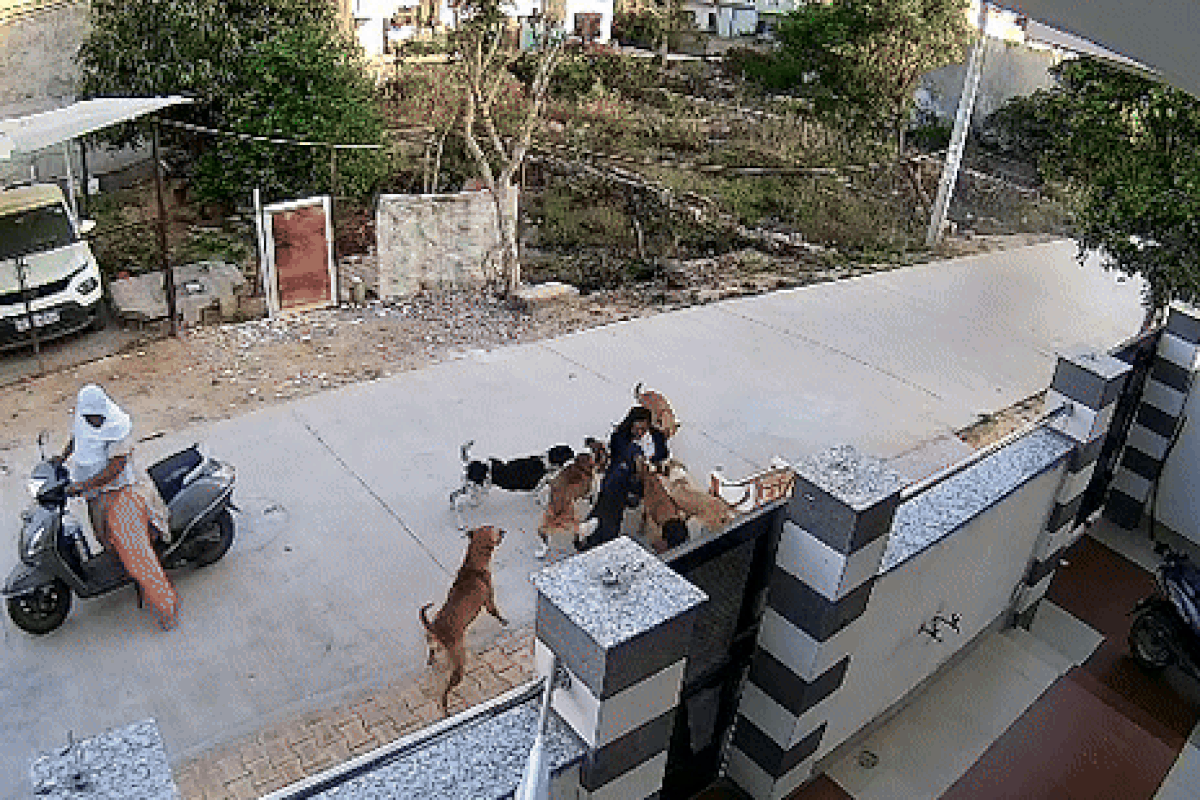 Rajasthan: वॉक पर निकली युवती पर 10 कुत्तों ने किया हमला, जमीन पर गिर गई लड़की और फिर हुआ बुरा हाल