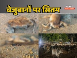 हे भगवान! ये गौशाला संचालक तो कसाइयों से भी बदतर निकला, 19 गायों ने कैसे तड़प-तड़प कर तोड़ दिया दम