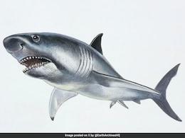 The Largest Shark In History Longer Than Earlier Believed, Scientists Say
