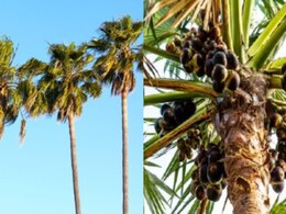 ताड़ की पत्तियों और छाल में होते हैं औषधीय गुण, इन बीमारियों में है बेहद फायदेमंद